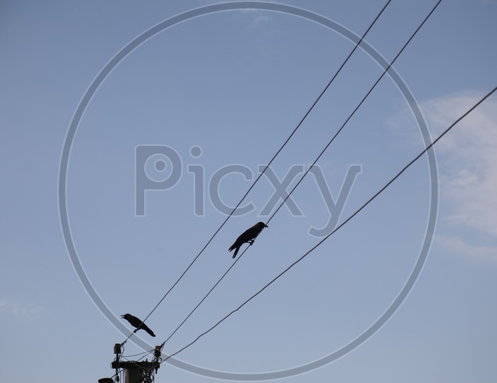 Crows Sitting on The Electric Cables