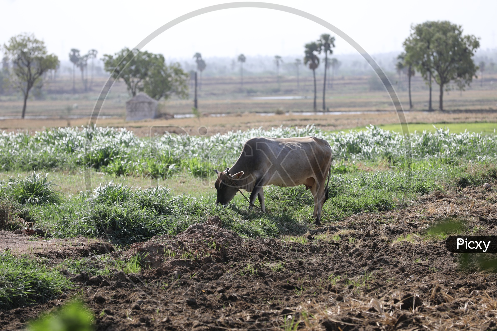 A Farmer Feeding His Ox Or bull In Farm Lands