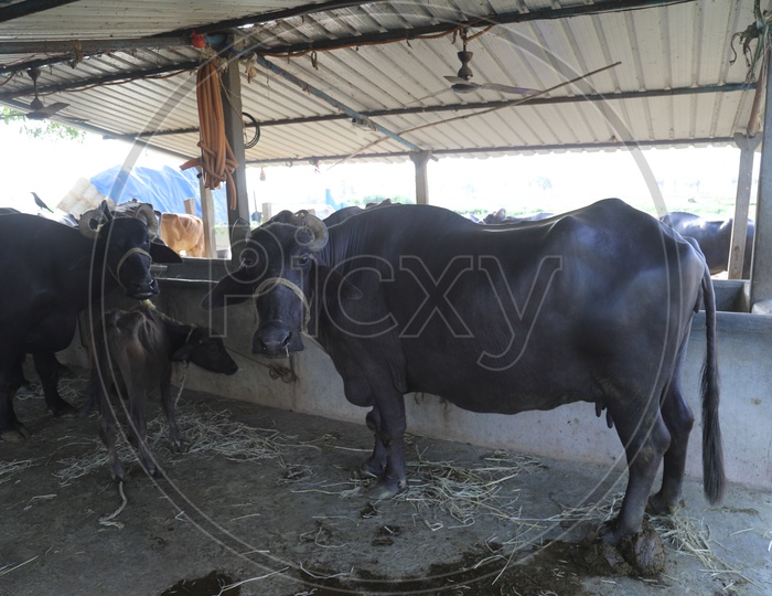 Buffaloes Or Cattle In Farms Of Rural Villages