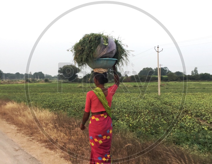 Indian Woman Farmer Carrying Green Grass For Cattle in Agricultural Fields