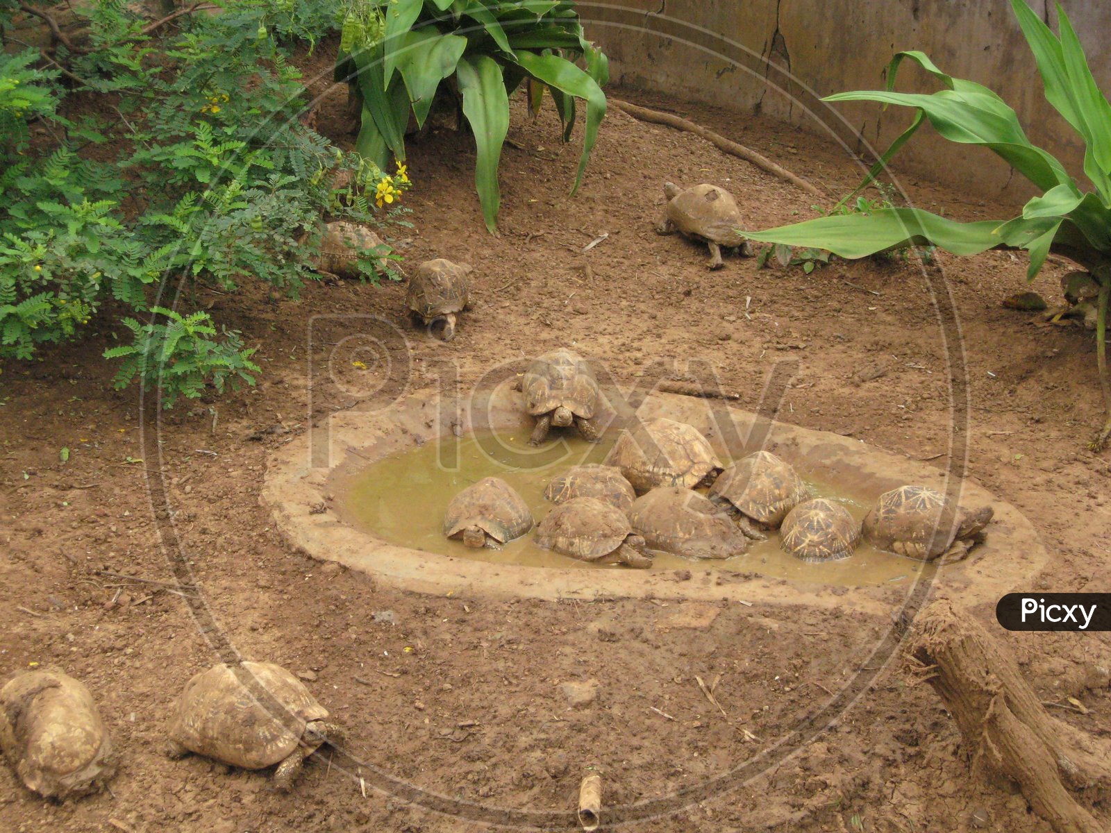 Turtles at srikurmam temple