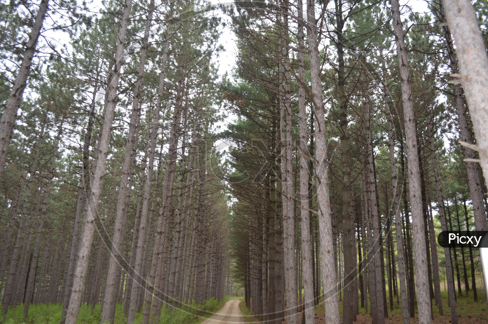 Pine trees In Wisconsin Dells