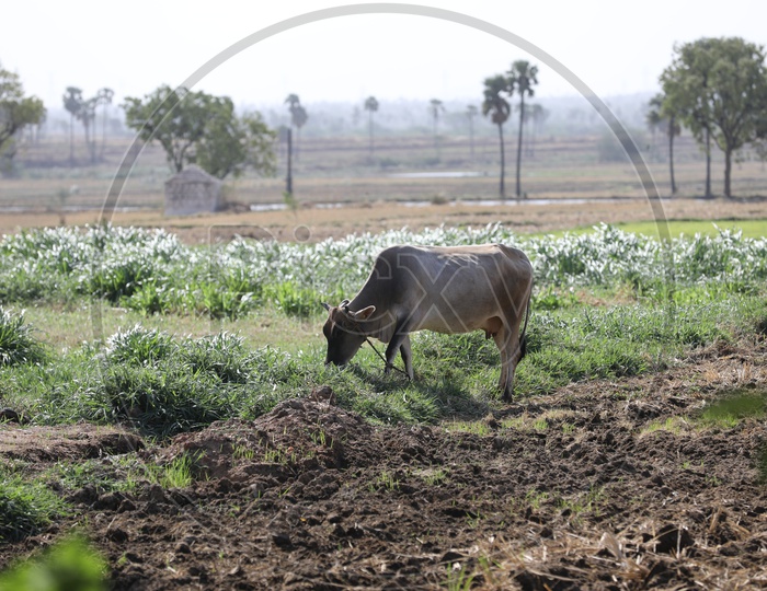 A Farmer Feeding His Ox Or bull In Farm Lands