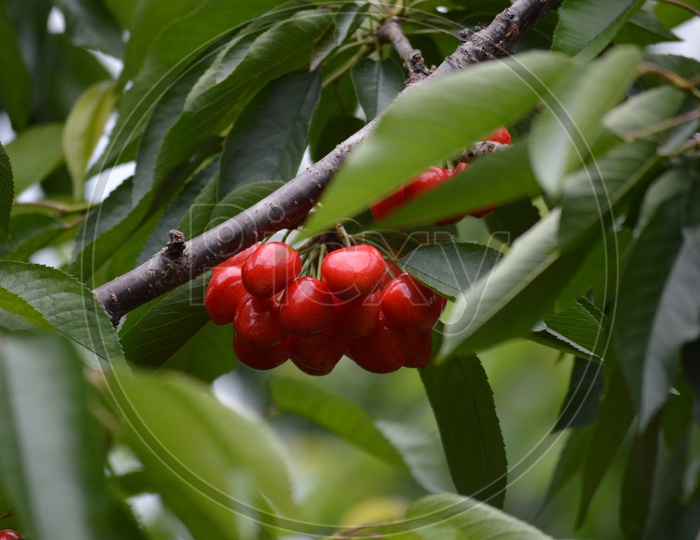 Cheery Fruits On Trees In a Farm