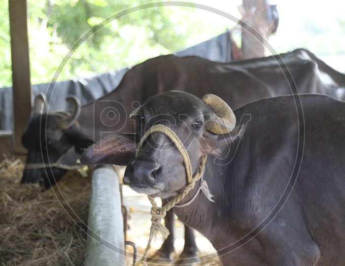 Buffaloes Or Cattle in Farms in Rural Villages