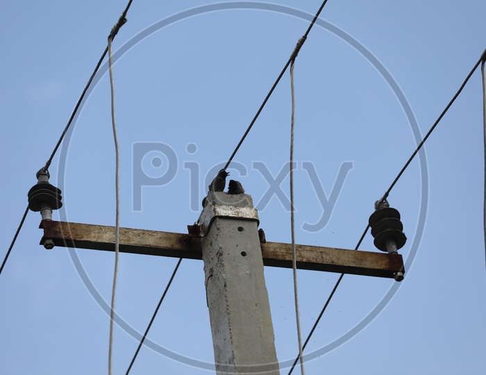 Bird On the Electric Wires Or Cables or Poles