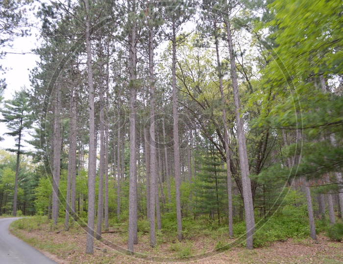 Pine Trees in Wisconsin Dells