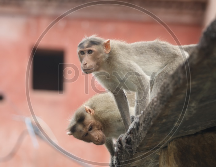 Monkey or Indian Macauque   On  Indian Temple Roofs