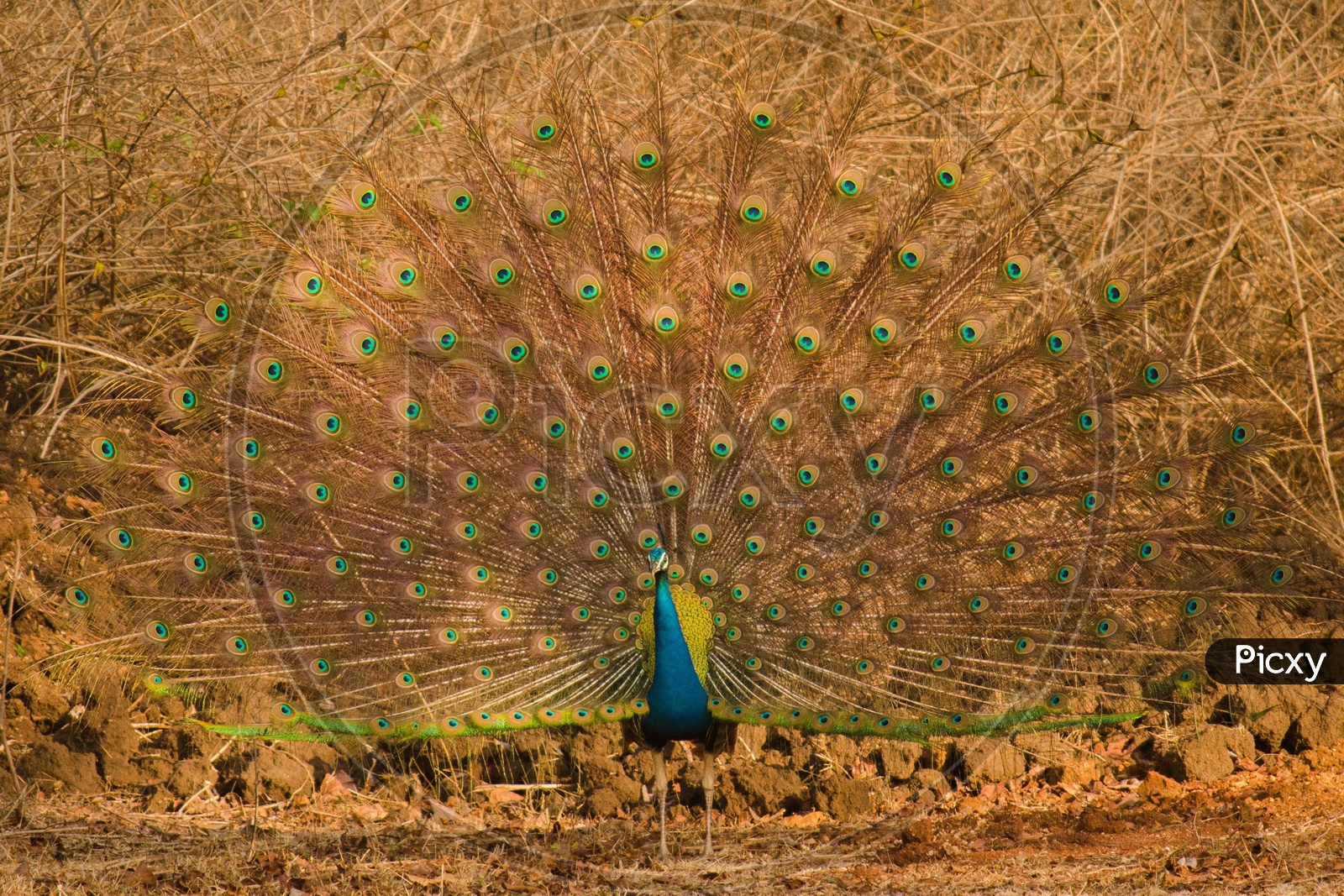Glorious peacock