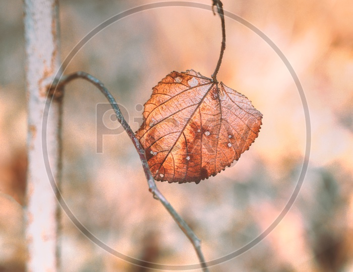 The Dry leaf