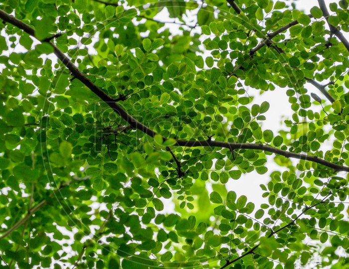 Green Leaf