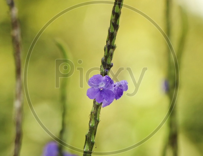 Little Blue Flower in a Coffee plantation field