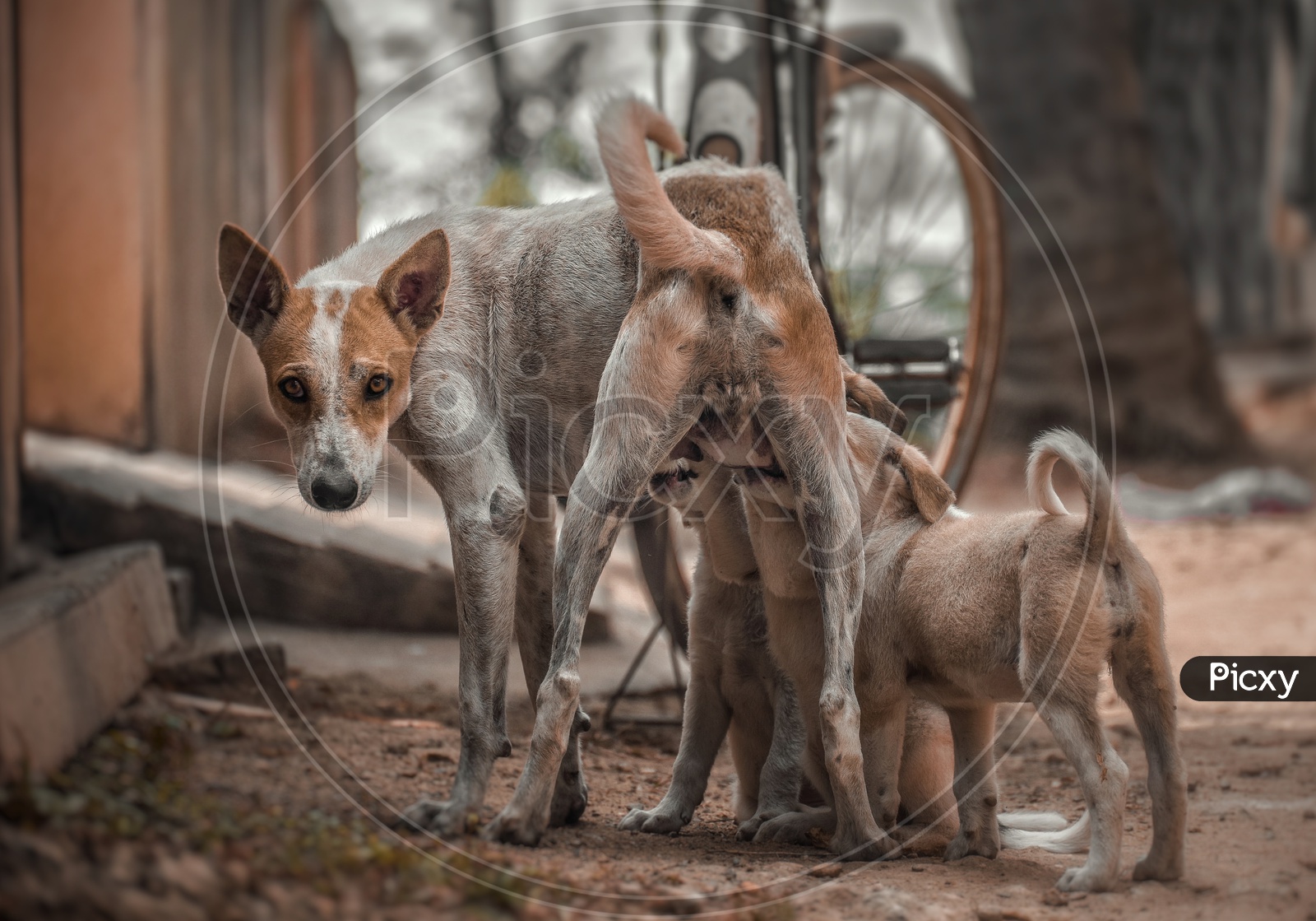 Puppies drinking milk female dog