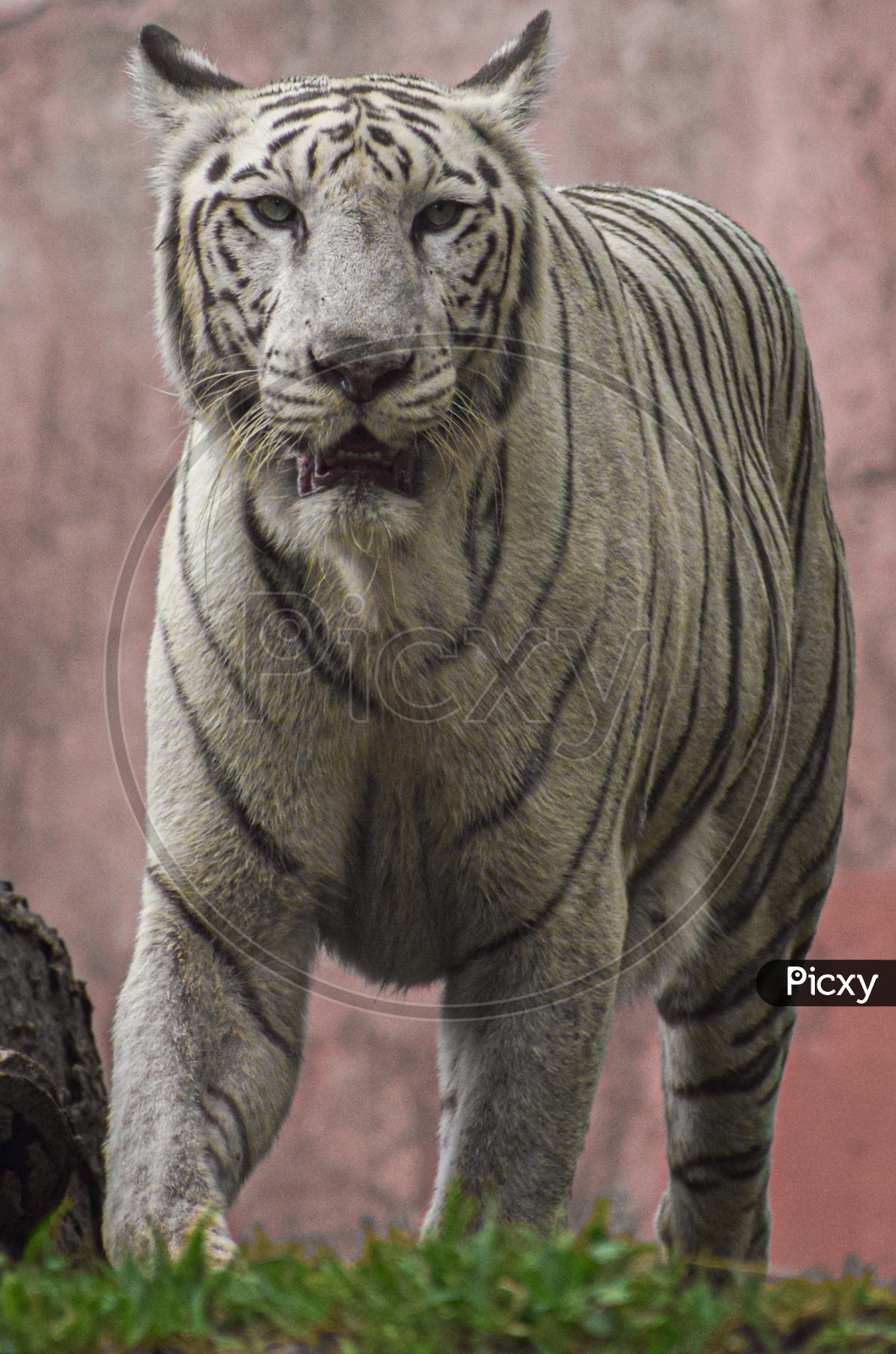 Tiger posing to my Camera