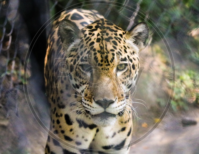 those powerfull eyes of jaguar