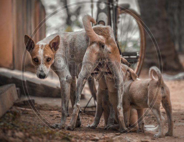 A dog family