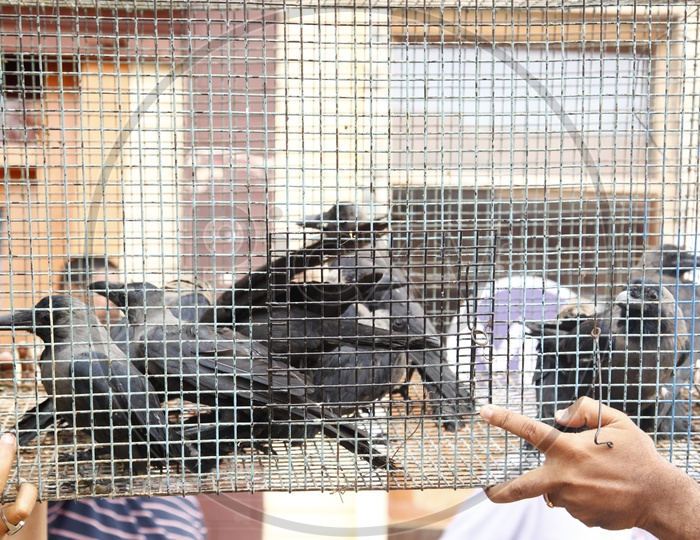 Crows Kept In a Cage