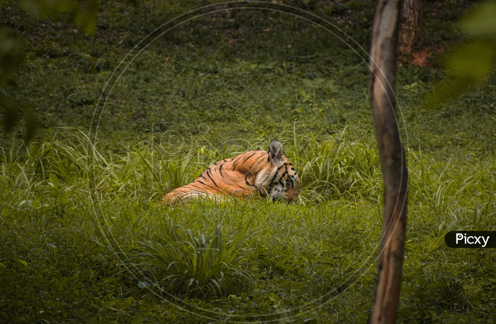 The Tiger Sleeping in the grass