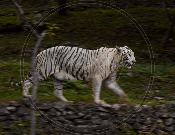 A white tiger Roaming along the path