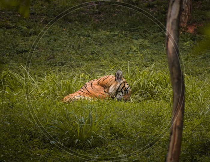 The Tiger Sleeping in the grass