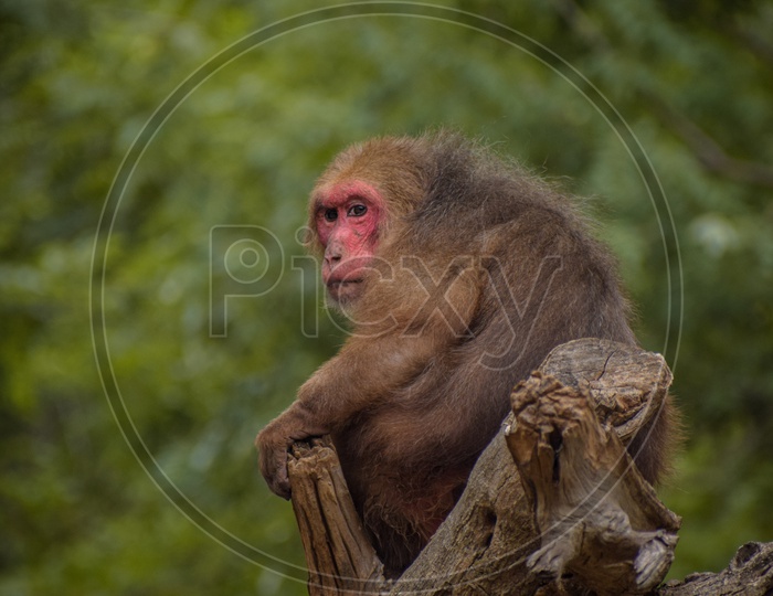 The Monkey lying on the Wooden Branch