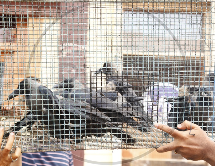 Crows Kept In a Cage