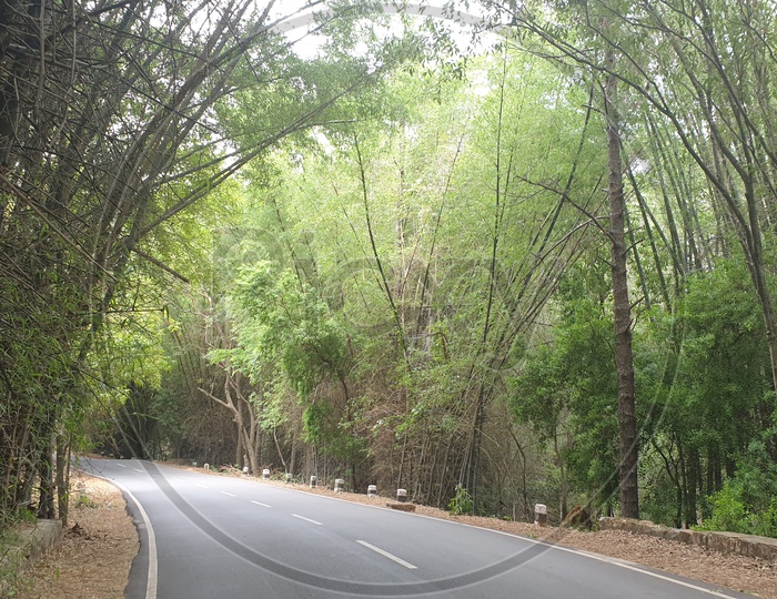 Road surrounded with bamboo trees.