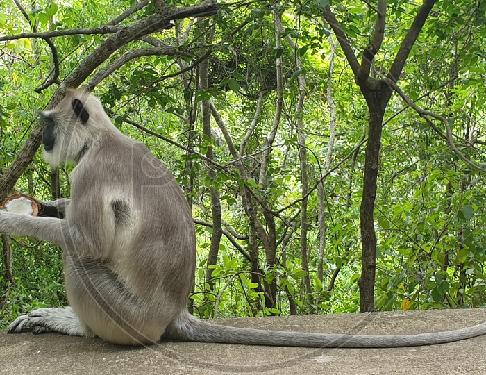 Monkey eating Coconut.