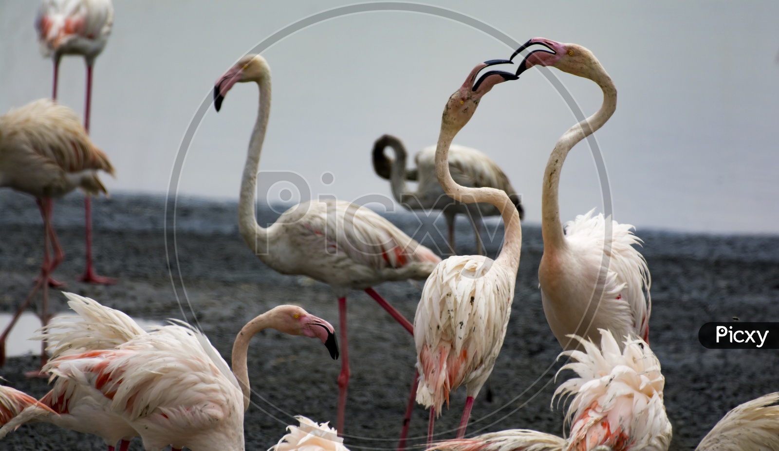 Unguarded... Flamingo.