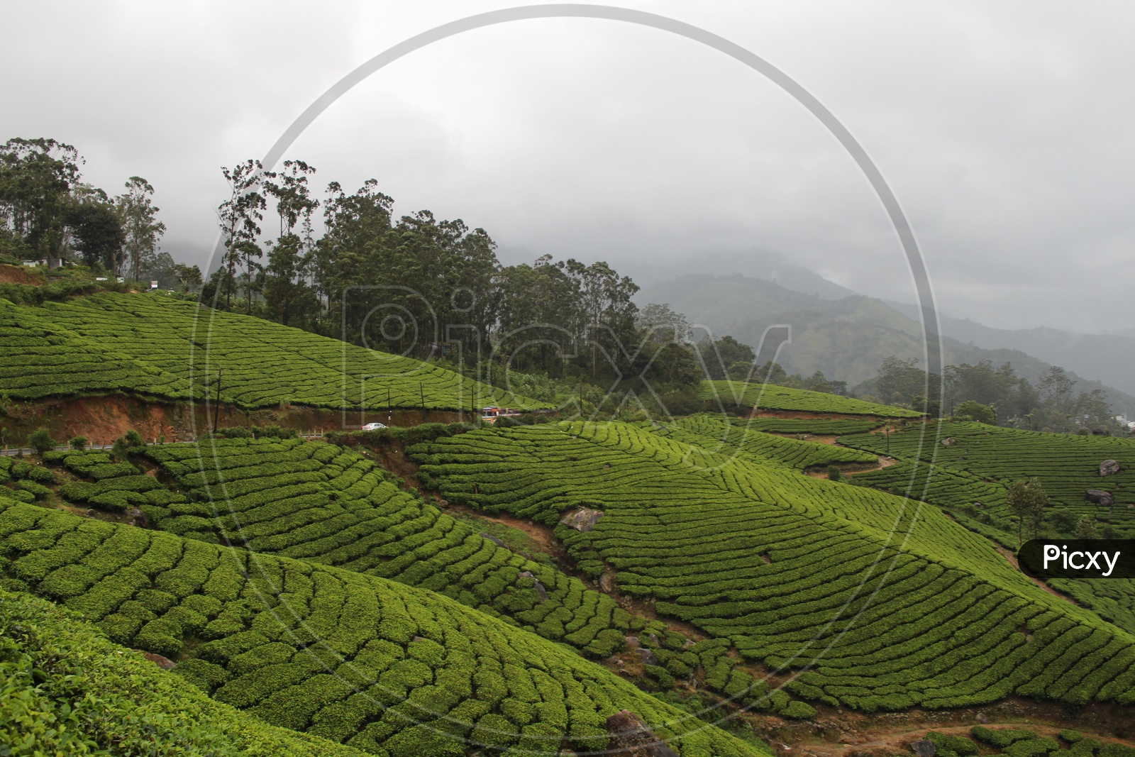 Kerala tea gardens