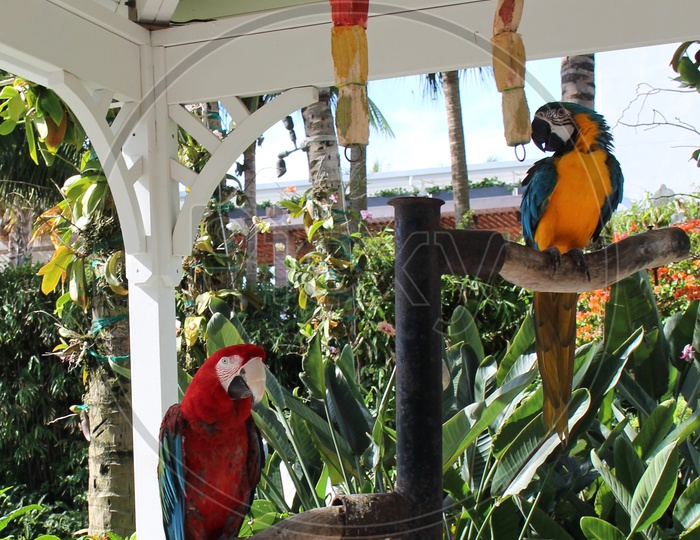 2 colourful birds at a resort in Miami