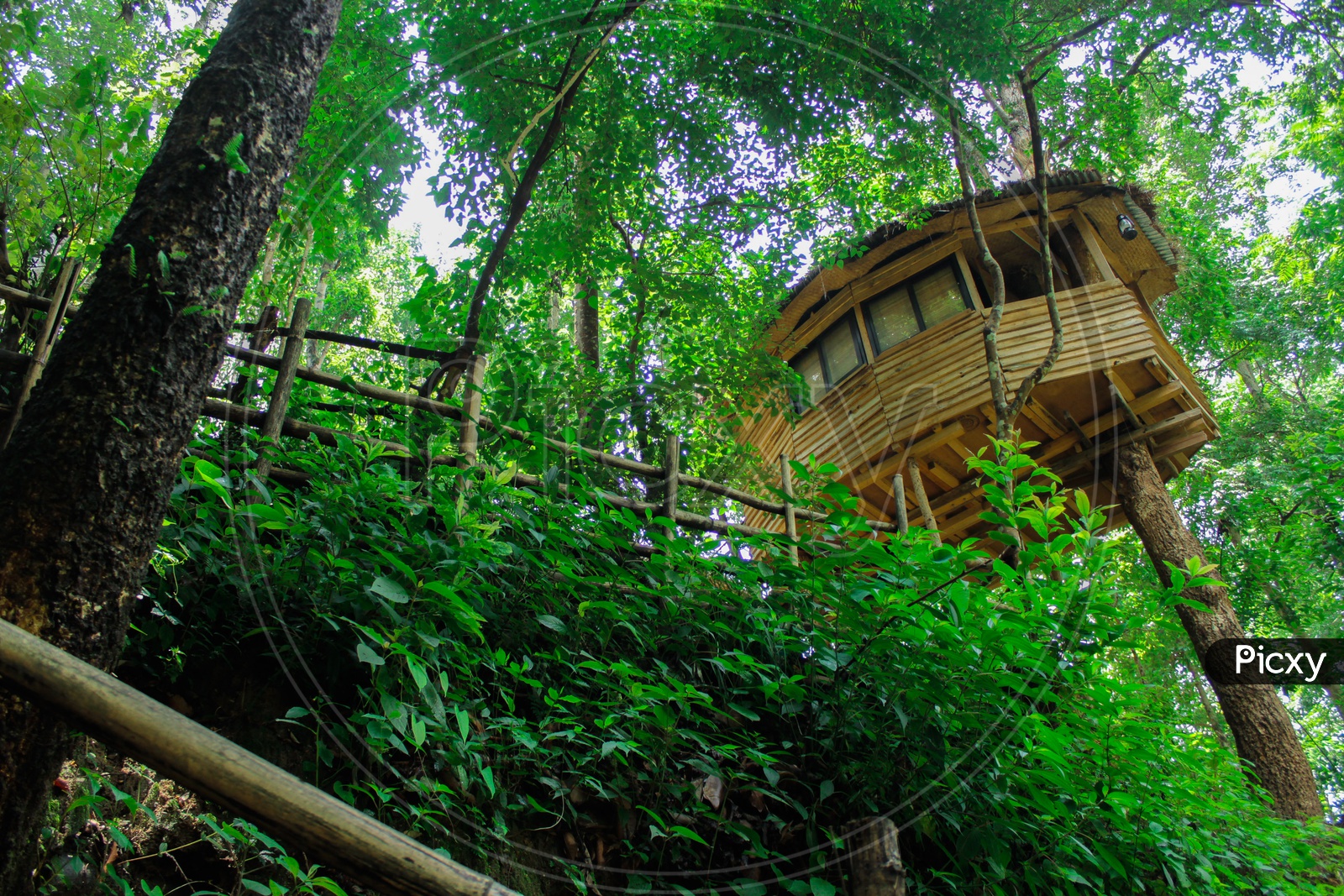 TREE HOUSE IN JUNGLE