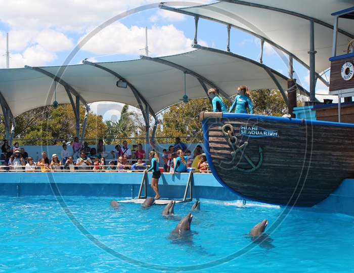 Dolphins at Miami Seaquarium