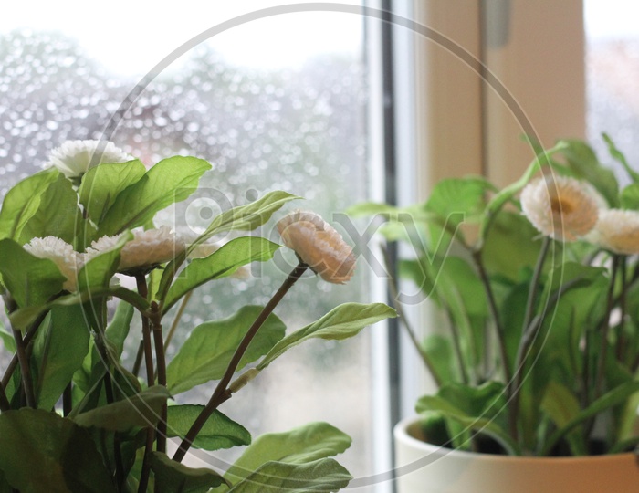 Closeup Shot of Indoor Plants near window