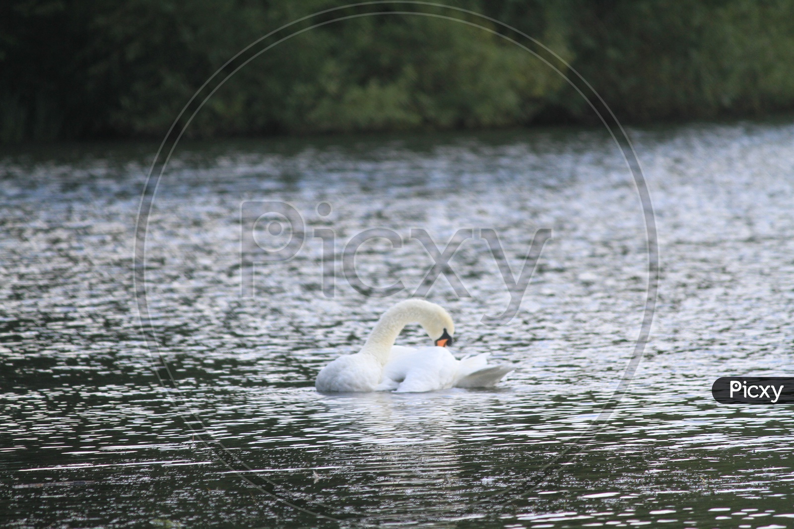 White Swan on water