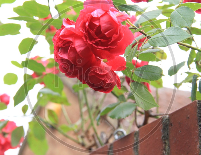 Closeup Shot of Red Roses on a Plant