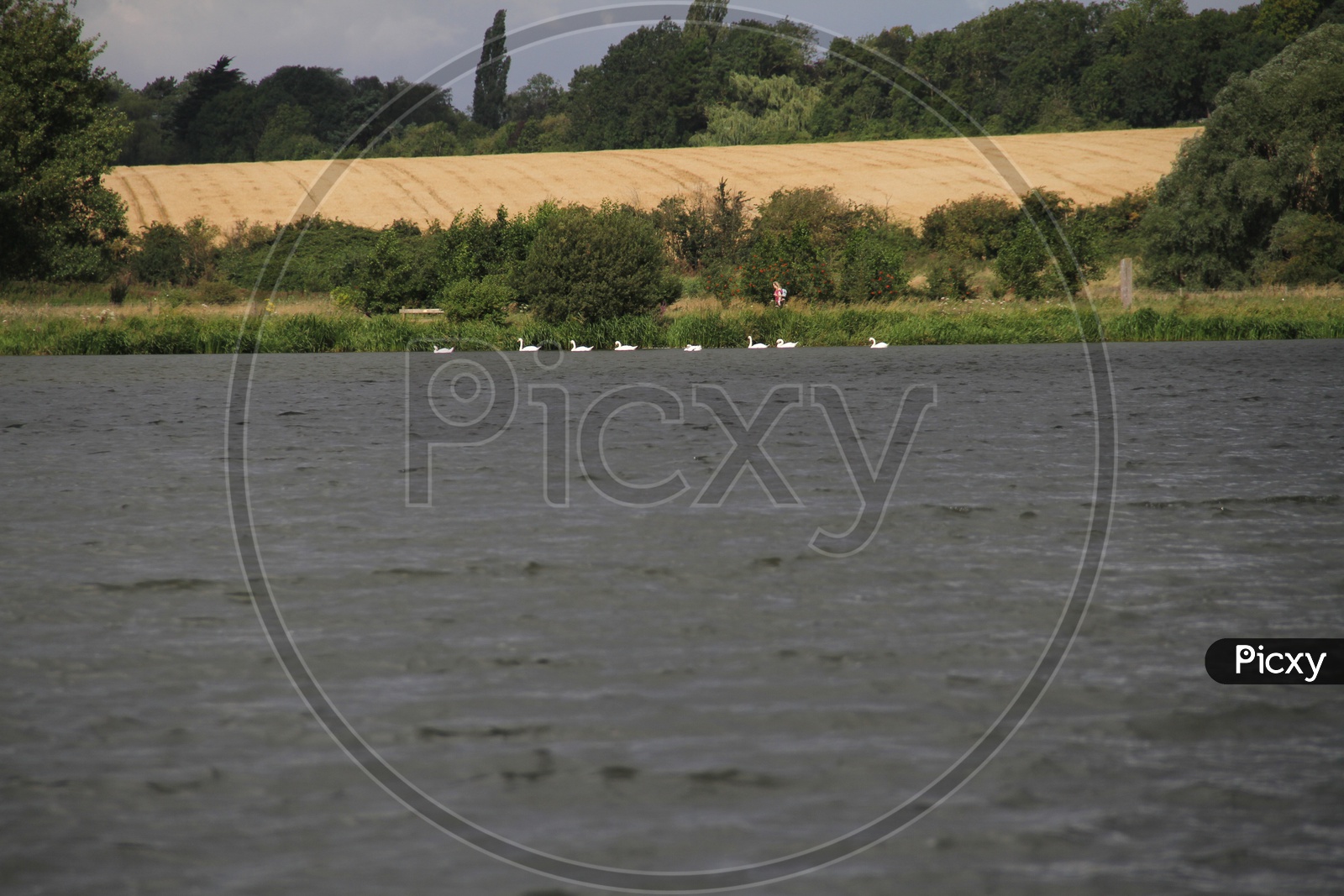 Swan Birds in Lake at Ferry Meadows Caravan and Motorhome Club Site