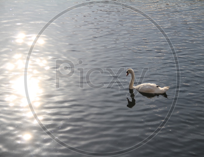 White Swan on Lake