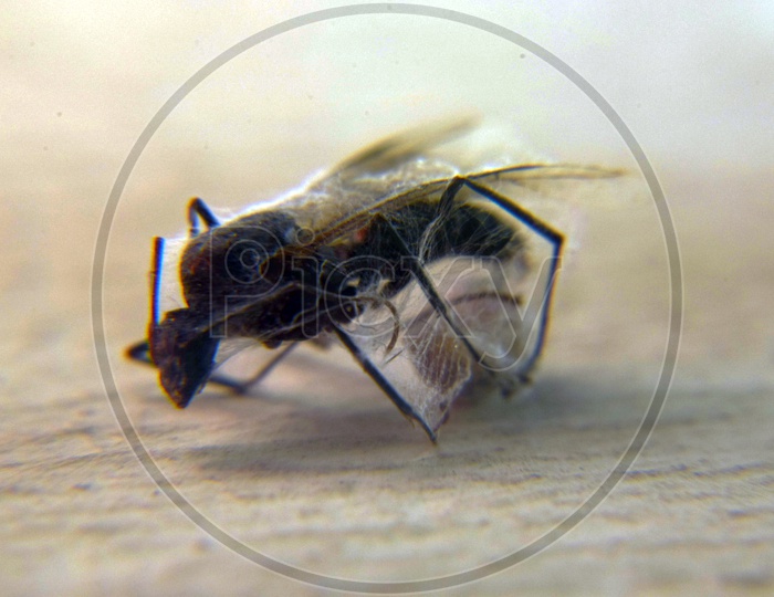 Close Up Shot of Dead Fly