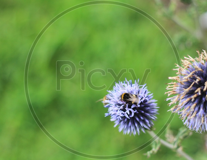 Macro Shot of Honey Bees on Jasione montana Flower