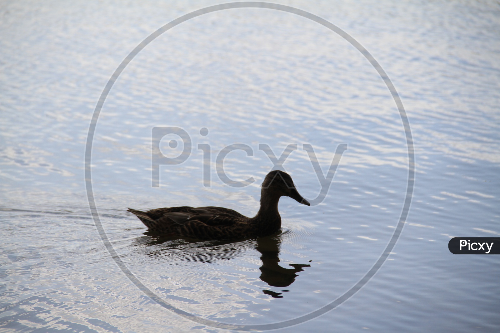 Alone Mallard Duck in a Lake