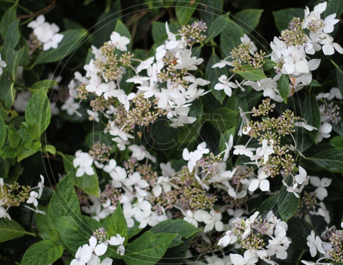 Hydrangea Serrata Flowers