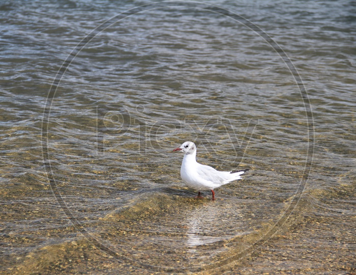 Closeup Shot of European herring gull Bird in Lake