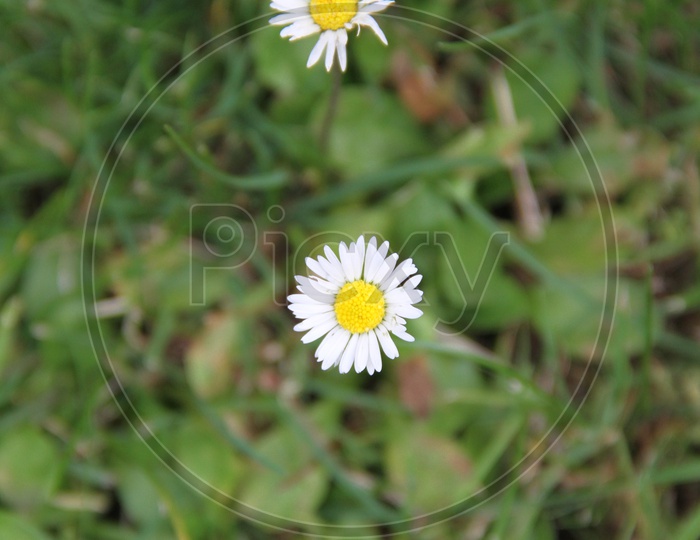 A Closeup Shot of Oxeye Daisy Flowers