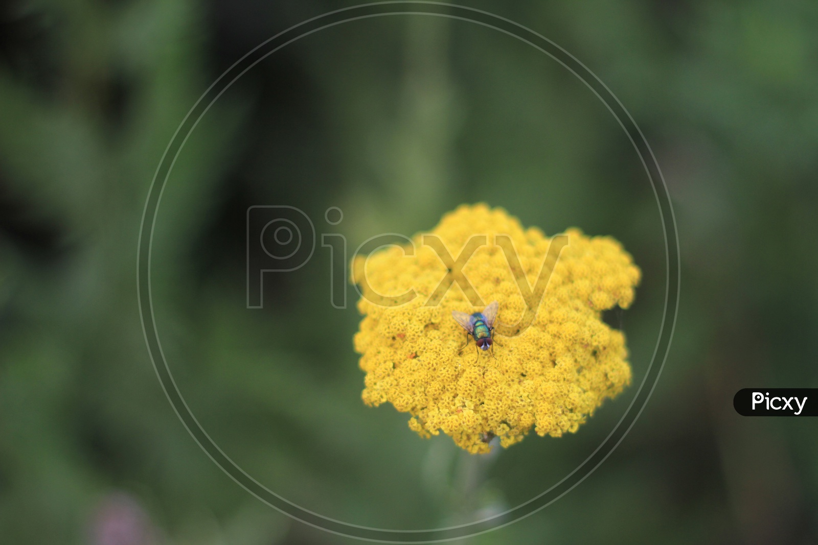 Closeup shot of Insect on Yellow Flower