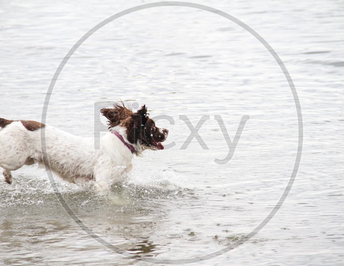 Dog running in Water