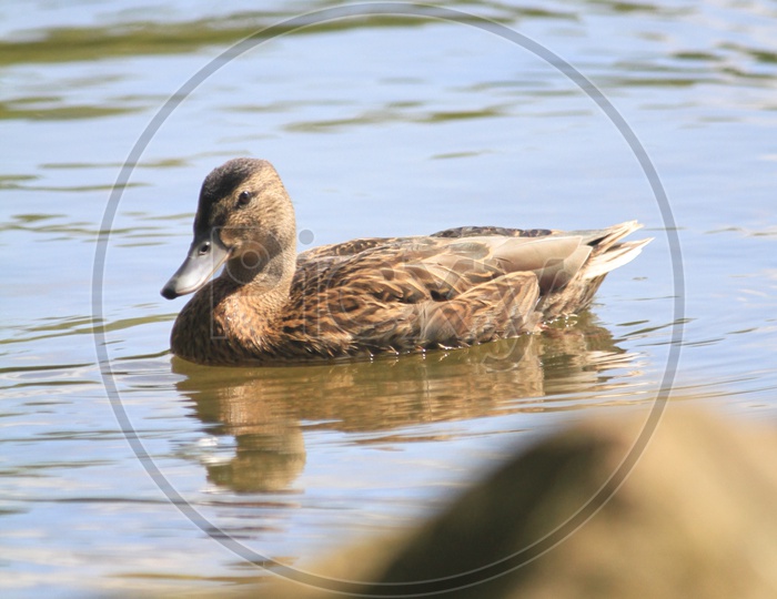 Closeup look of Mallard Duck