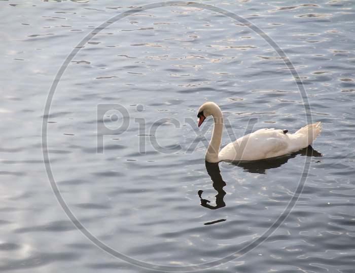 A White Swan in a Lake