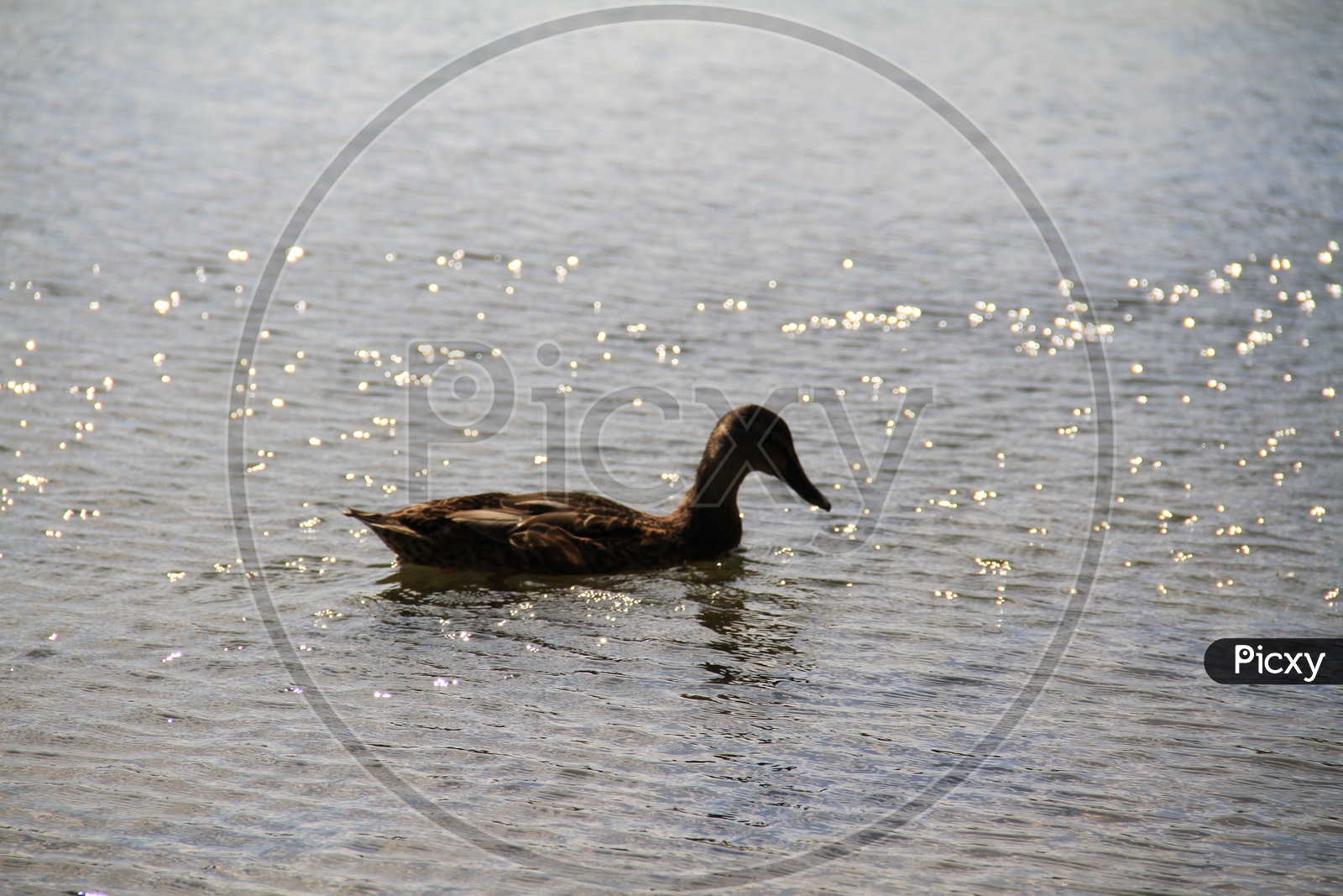Mallard Duck in a Lake