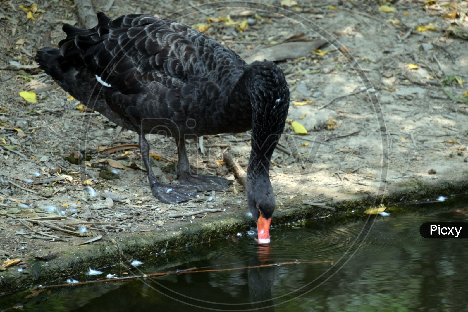 Thirsty Black Swan - National zoological park Delhi
